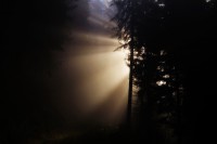 /album/fotogalerie1/im-wald-10-11-2014-001-jpg/